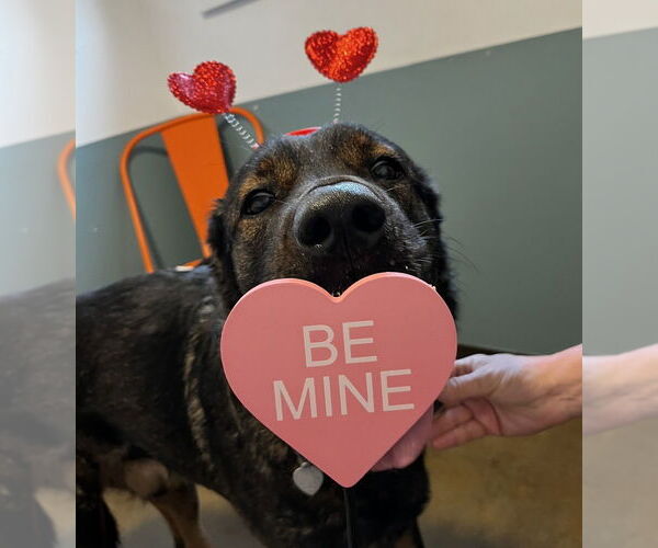 Medium Photo #1 Shepweiller Puppy For Sale in Candler, NC, USA