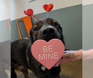 Shepweiller Dogs for adoption in Candler, NC, USA