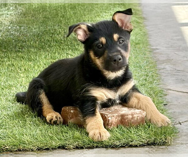 Medium Photo #6 Mutt Puppy For Sale in Corona, CA, USA