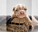 Puppy Male 1 American Bully