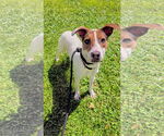 Small #1 American Pit Bull Terrier-Jack Russell Terrier Mix