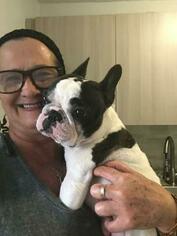 Mother of the French Bulldog puppies born on 10/31/2018