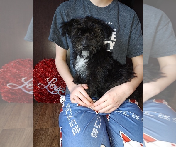 Medium Photo #3 Yorkshire Terrier Puppy For Sale in LAPEER, MI, USA