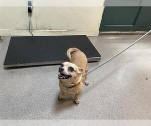 Chihuahua Dogs for adoption in Pasadena, CA, USA