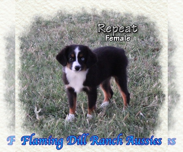 Medium Photo #1 Miniature Australian Shepherd Puppy For Sale in FORESTBURG, TX, USA
