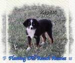 Image preview for Ad Listing. Nickname: Repeat