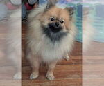 Small #6 Pomeranian