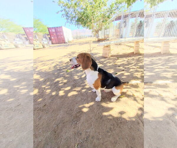 Medium Photo #2 Beagle Puppy For Sale in Apple Valley, CA, USA