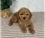 Small #3 Cavapoo