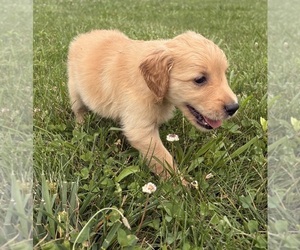 Golden Retriever Puppy for sale in CUB RUN, KY, USA