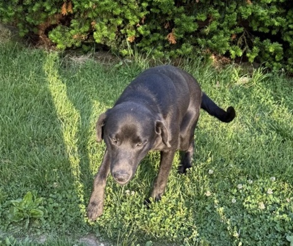 Medium Photo #1 Labrador Retriever Puppy For Sale in ROGERSVILLE, MO, USA