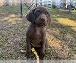 Small #1 Vizsla-Weimaraner Mix
