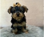 Small #2 Yorkshire Terrier