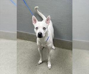 Mutt Dogs for adoption in Las Vegas, NV, USA