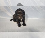Small #2 Bernedoodle (Miniature)