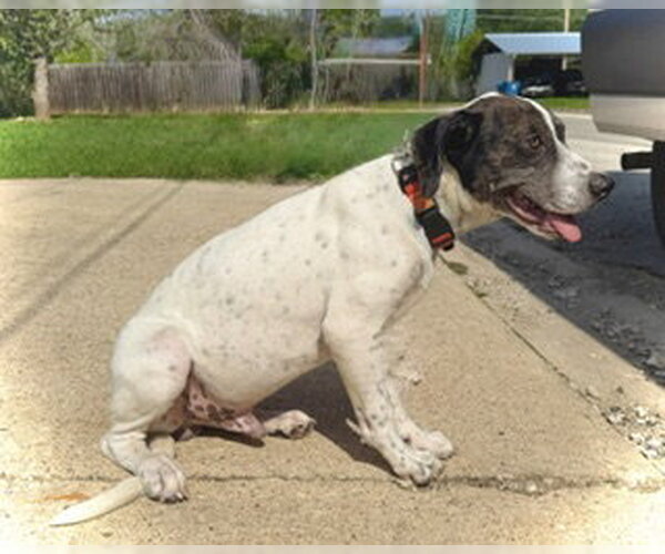 Medium Photo #2 Great Dane-Unknown Mix Puppy For Sale in Pleasanton, TX, USA