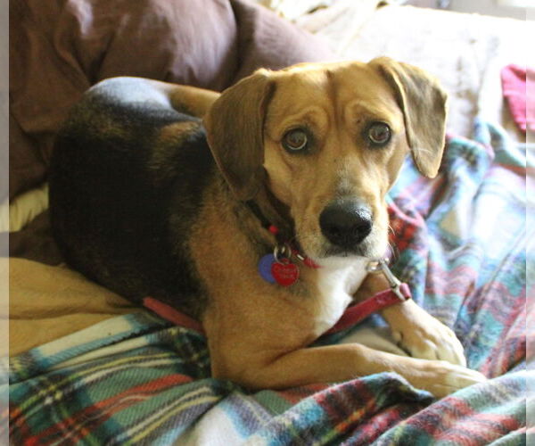 Medium Photo #3 Beagle-Unknown Mix Puppy For Sale in Dunnellon, FL, USA