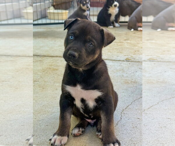 Medium Photo #1 Labrador Retriever-Unknown Mix Puppy For Sale in San Diego, CA, USA
