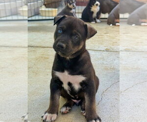 Labrador Retriever-Unknown Mix Dogs for adoption in San Diego, CA, USA