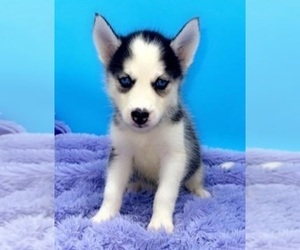 Siberian Husky Puppy for sale in SANDY HOOK, KY, USA