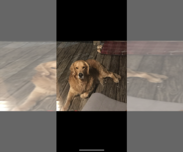 Medium Photo #8 Golden Retriever Puppy For Sale in SOUTHPORT, NC, USA