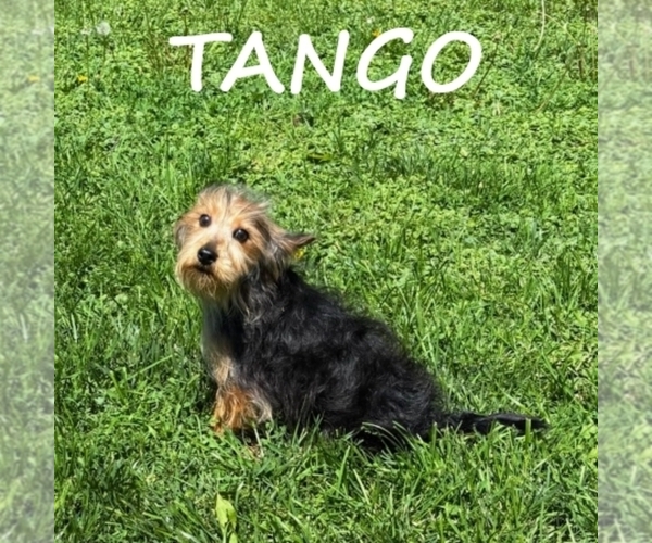 Medium Photo #2 YorkiePoo Puppy For Sale in HARTLAND, MN, USA