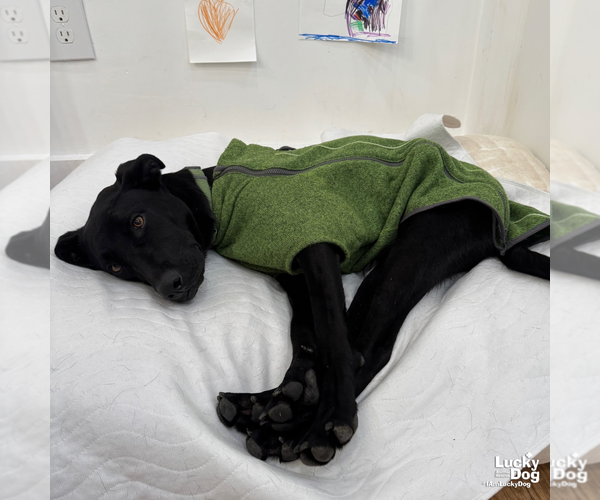 Medium Photo #9 Labrador Retriever-Unknown Mix Puppy For Sale in Washington, DC, USA