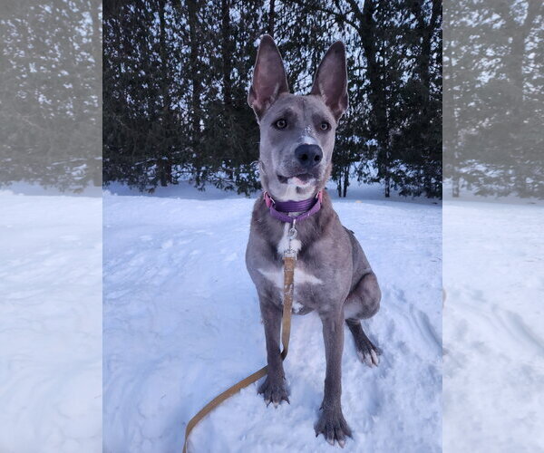 Medium Photo #8 Mutt Puppy For Sale in New London, WI, USA