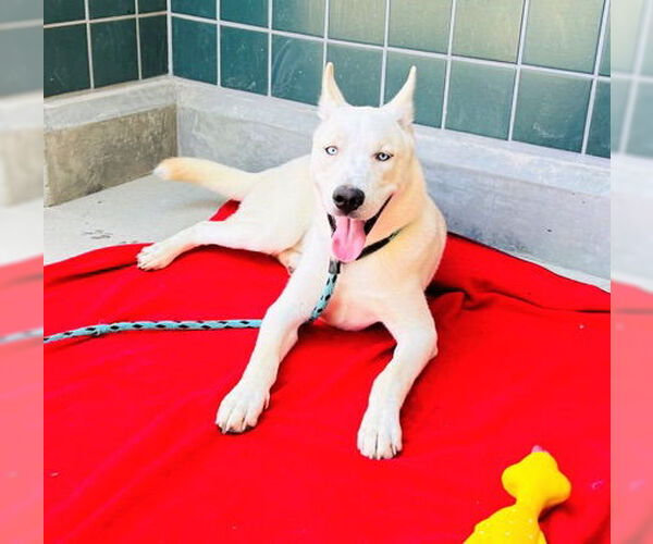 Medium Photo #2 Siberian Husky-Unknown Mix Puppy For Sale in Newport Beach, CA, USA