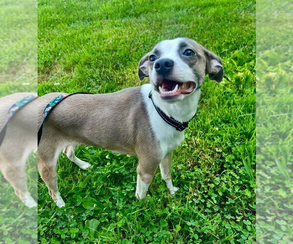 Medium Photo #4 Boston Huahua Puppy For Sale in Aurora, IN, USA