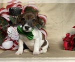 Small Photo #6 Jack Russell Terrier Puppy For Sale in LANCASTER, PA, USA