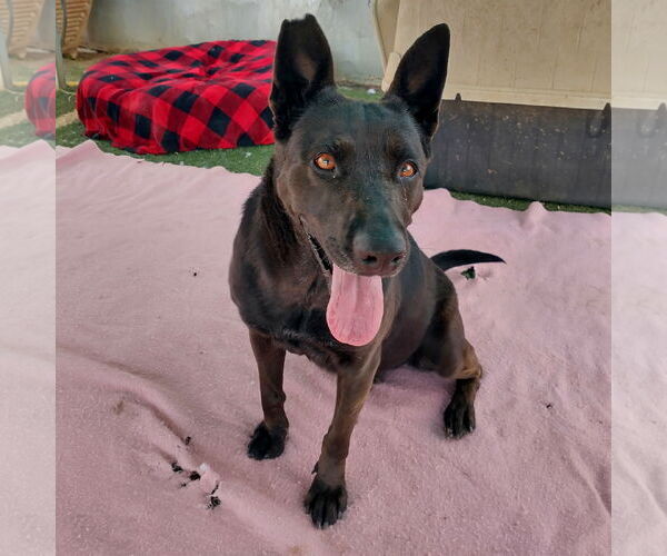 Medium Photo #2 Labrador Retriever Puppy For Sale in Apple Valley, CA, USA