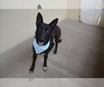 Small #1 German Shepherd Dog Mix