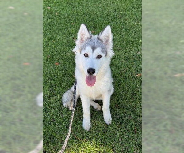 Medium Photo #3 Siberian Husky Puppy For Sale in Redlands, CA, USA
