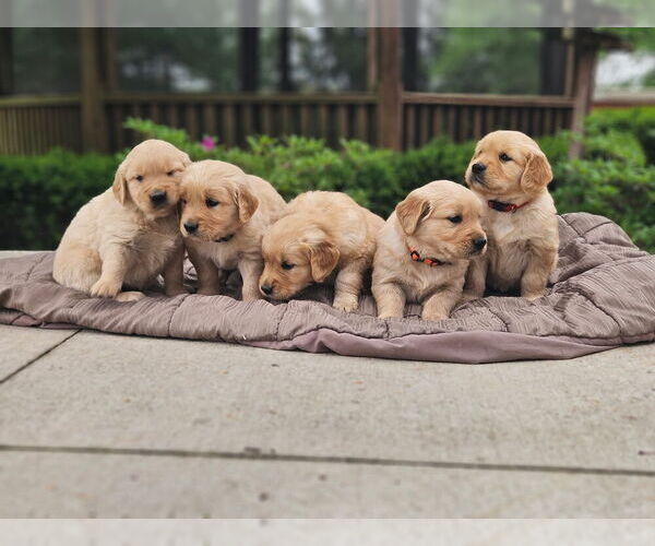 Medium Photo #4 Golden Retriever Puppy For Sale in PRINCEVILLE, IL, USA