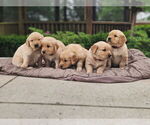 Small #3 Golden Retriever