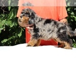 Small #8 Bernedoodle (Miniature) (+ Poodle Miniature)