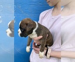 Small Photo #7 Boxer Puppy For Sale in LINTON, IN, USA