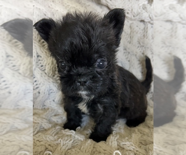 Medium Photo #12 French Bulldog Puppy For Sale in DENTON, MD, USA