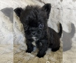 Small #11 French Bulldog