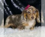 Small #5 Dachshund