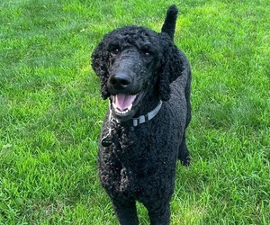 Father of the Poodle (Standard) puppies born on 07/23/2025