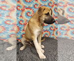 Small #3 Great Pyrenees Mix