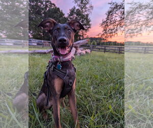 Doberman Pinscher-German Shepherd Dog Mix Dogs for adoption in Roxboro, NC, USA