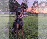 Small Doberman Pinscher-German Shepherd Dog Mix
