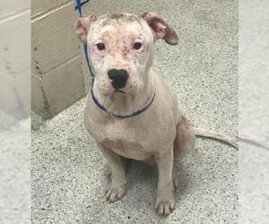Mutt Dogs for adoption in Conroe, TX, USA