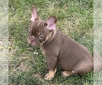 Small #2 French Bulldog