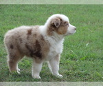 Small Photo #19 Australian Shepherd Puppy For Sale in OZARK, AR, USA