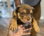 Puppy Fiesty Olde English Bulldogge