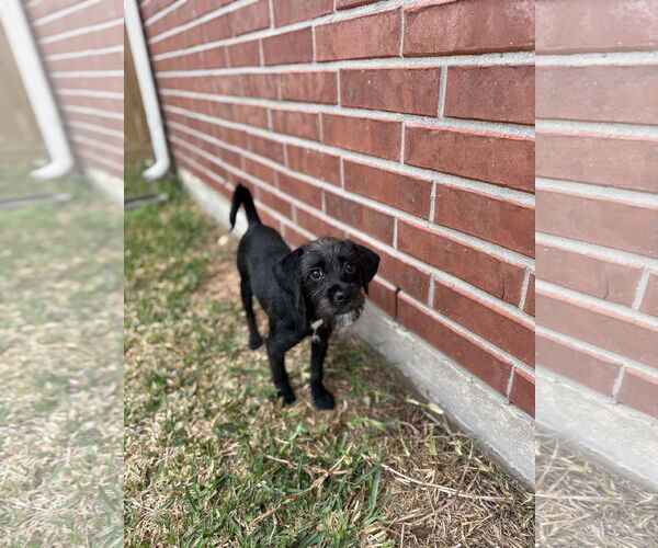 Medium Photo #5 Mutt Puppy For Sale in Rosenberg, TX, USA